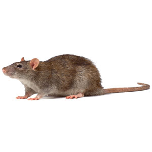 ratto