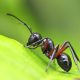 10 curiosità sulle formiche