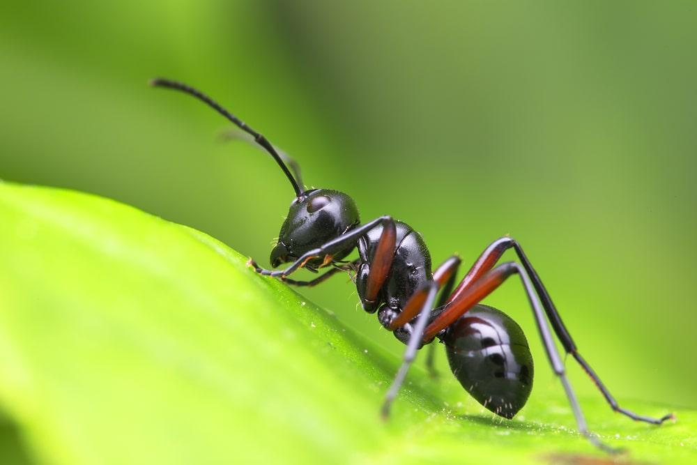 10 curiosità sulle formiche