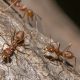 Eliminare le formiche e prevenirne l’infestazione