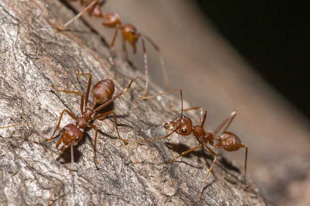 Eliminare le formiche e prevenirne l’infestazione