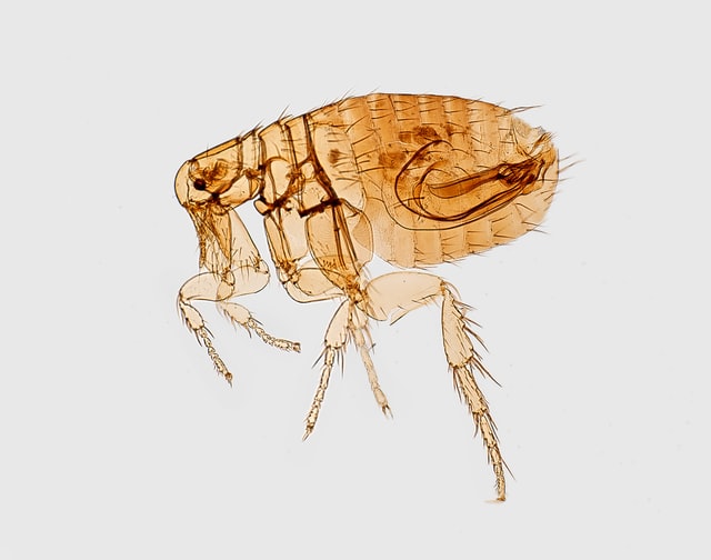 Patologie trasmesse dalle pulci