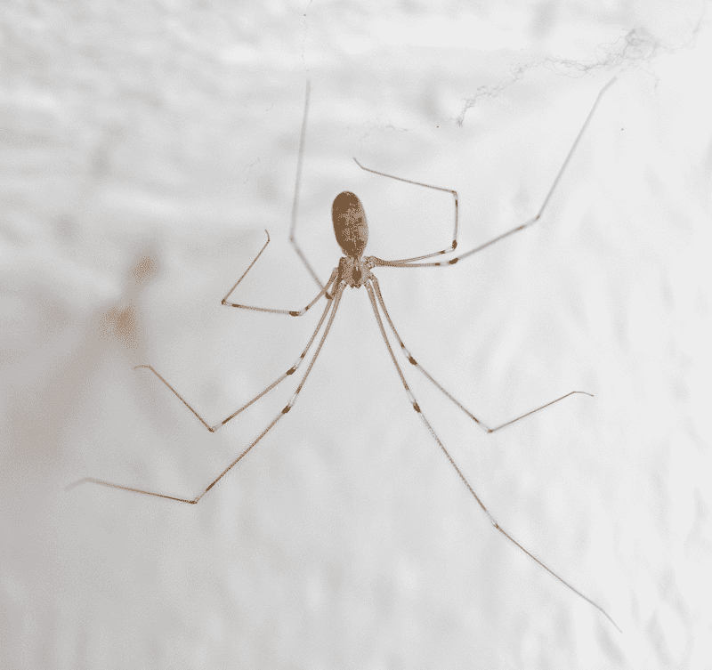 Tipi di ragni più comuni da trovare in casa