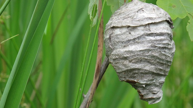 come eliminare un nido di calabroni