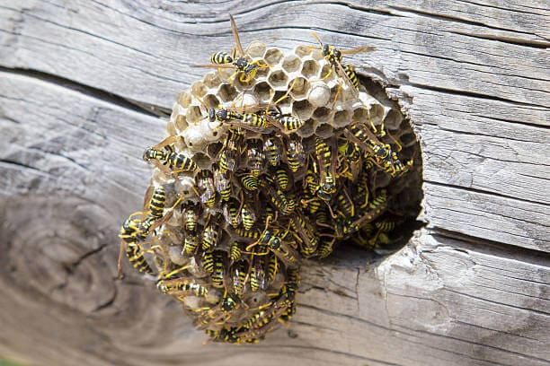 come eliminare un nido di vespe