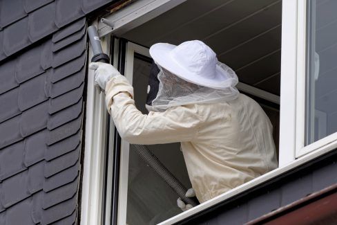 Come eliminare un nido di vespe