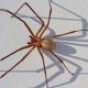 ragni più pericolosi al mondo