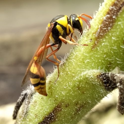 Tipi di vespe e come distinguerli