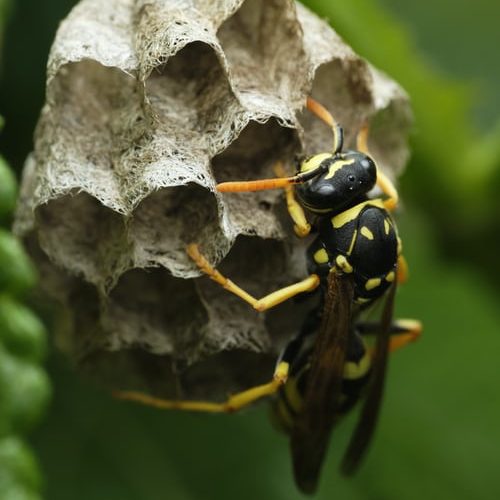 Tipi di vespe e come distinguerli