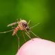 Come tenere lontano le zanzare