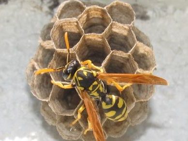 Differenze tra i favi di ape e quelli di vespa
