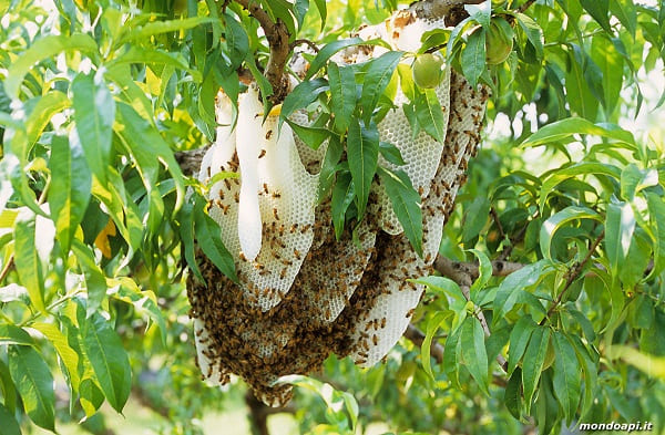 Luoghi più propensi alla formazione di favi