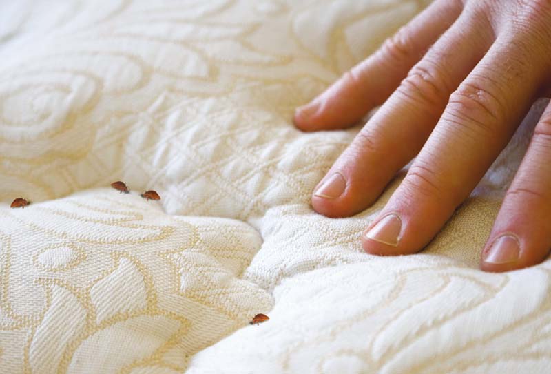 come riconoscere le cimici del materasso