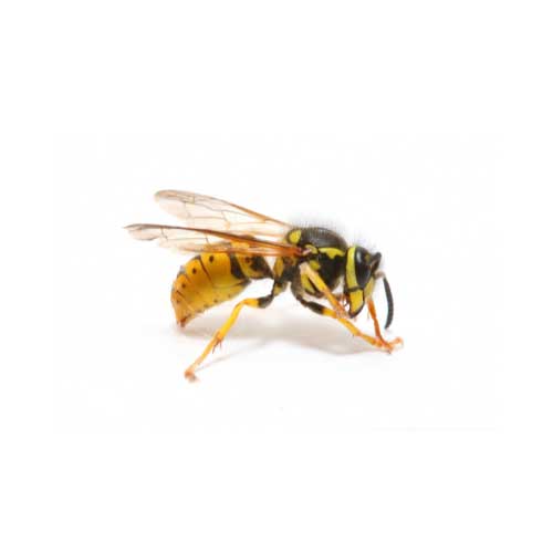 disinfestazione vespe cecina