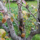 potatura-piante